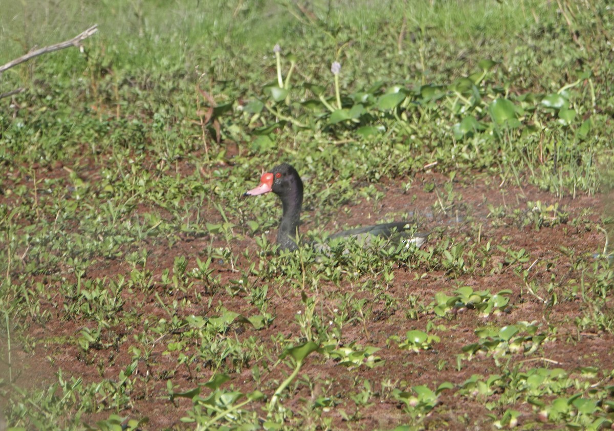 Rosy-billed Pochard - ML646788800