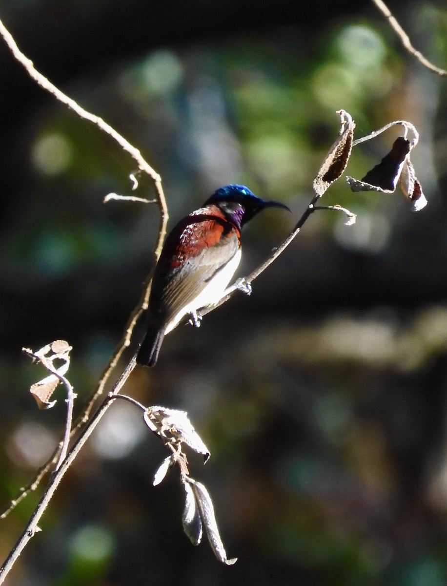 Crimson-backed Sunbird - ML646788801