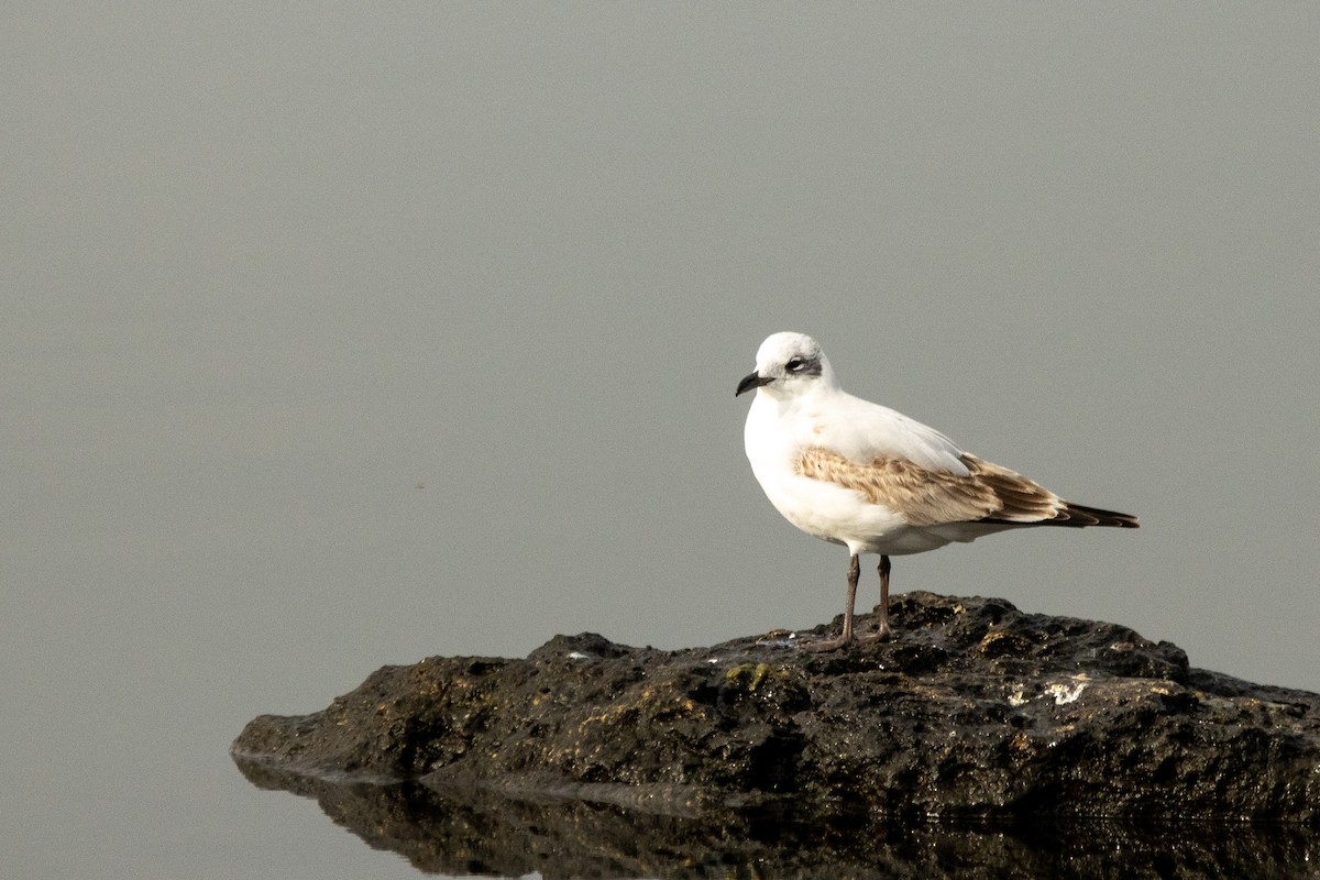Mediterranean Gull - ML646788803
