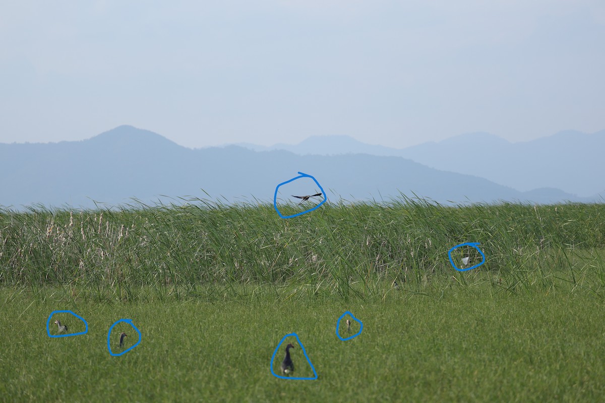 Gray-headed Swamphen - ML646788804