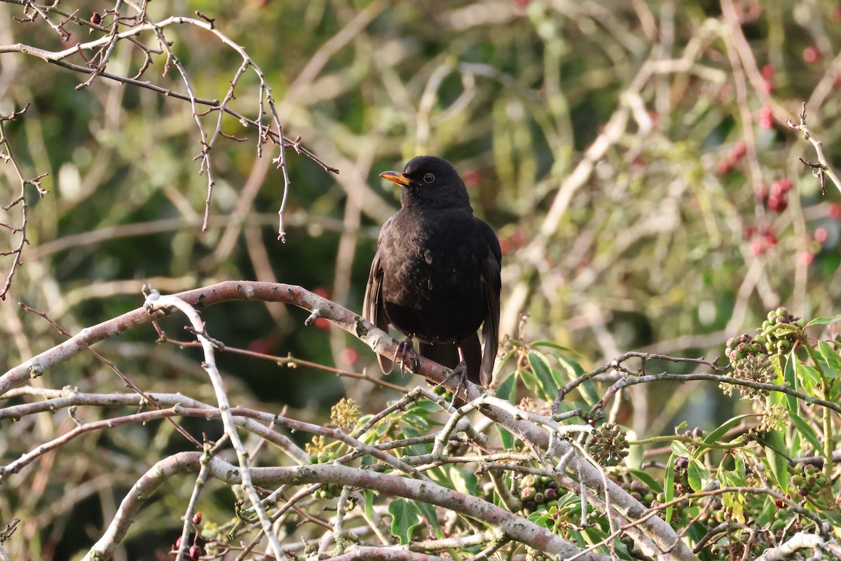 Eurasian Blackbird - ML646788805