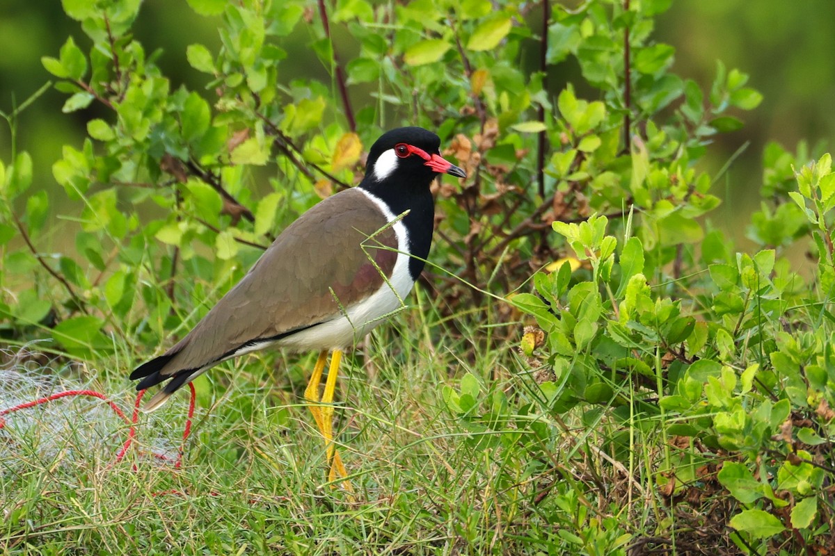 Red-wattled Lapwing - ML646788809