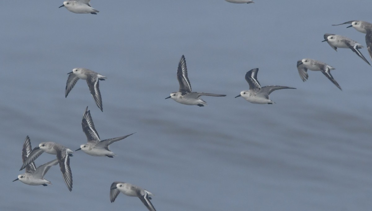 חופית לבנה - ML646788814