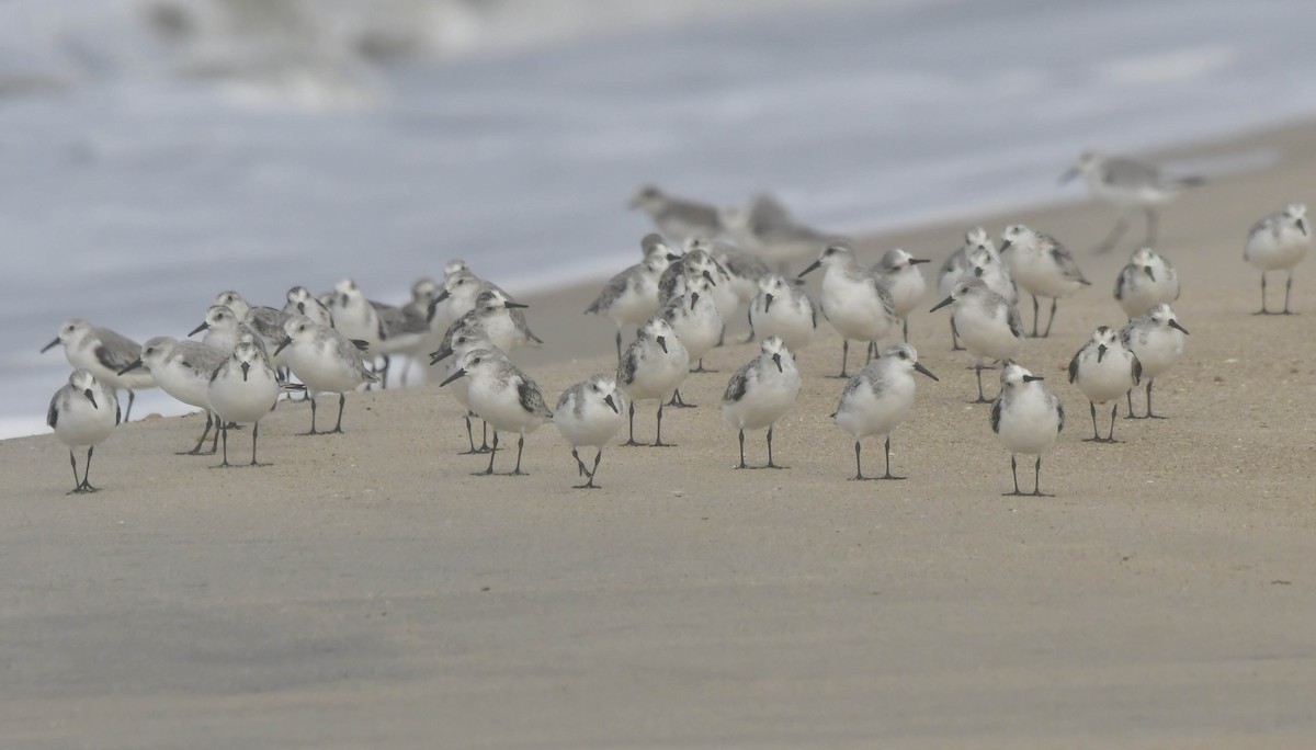חופית לבנה - ML646788815