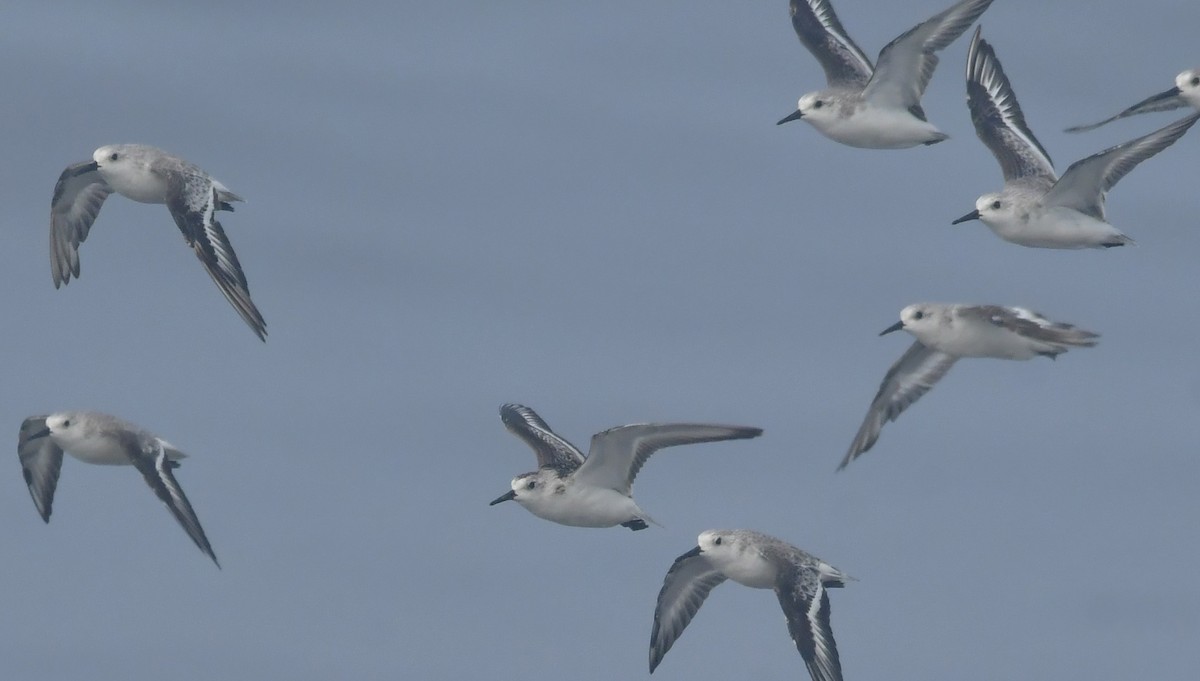 חופית לבנה - ML646788816