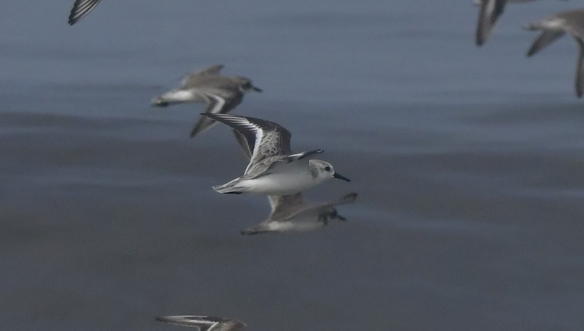 חופית לבנה - ML646788817