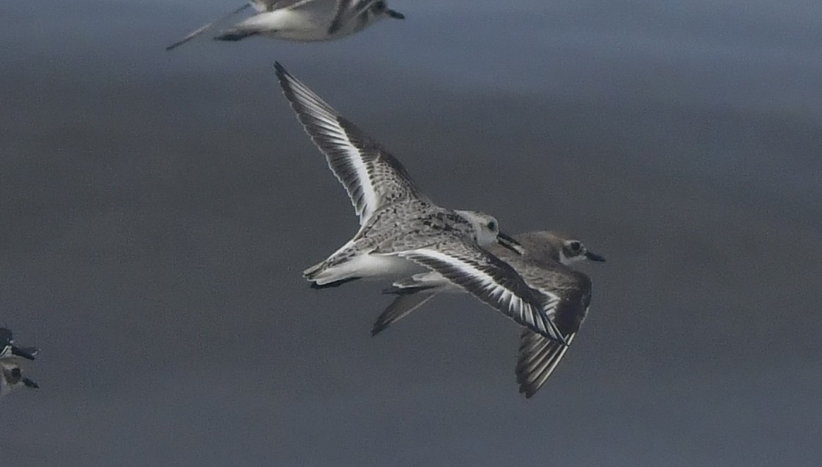 חופית לבנה - ML646788818