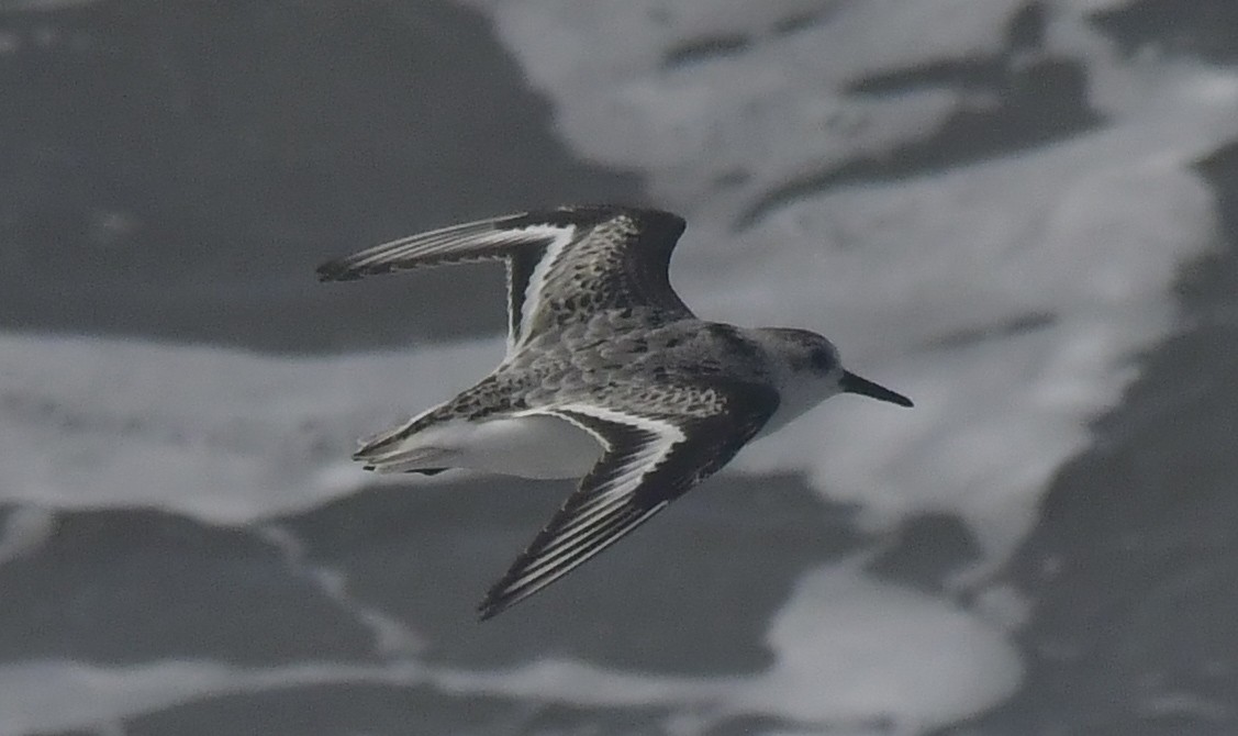 חופית לבנה - ML646788819