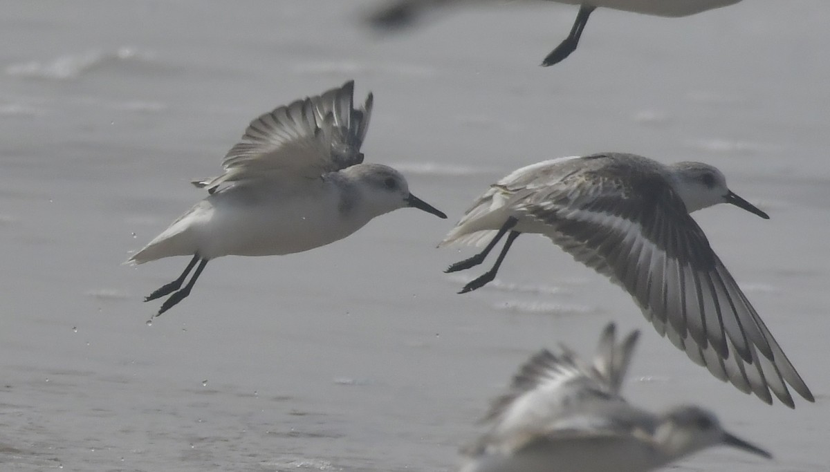 חופית לבנה - ML646788820