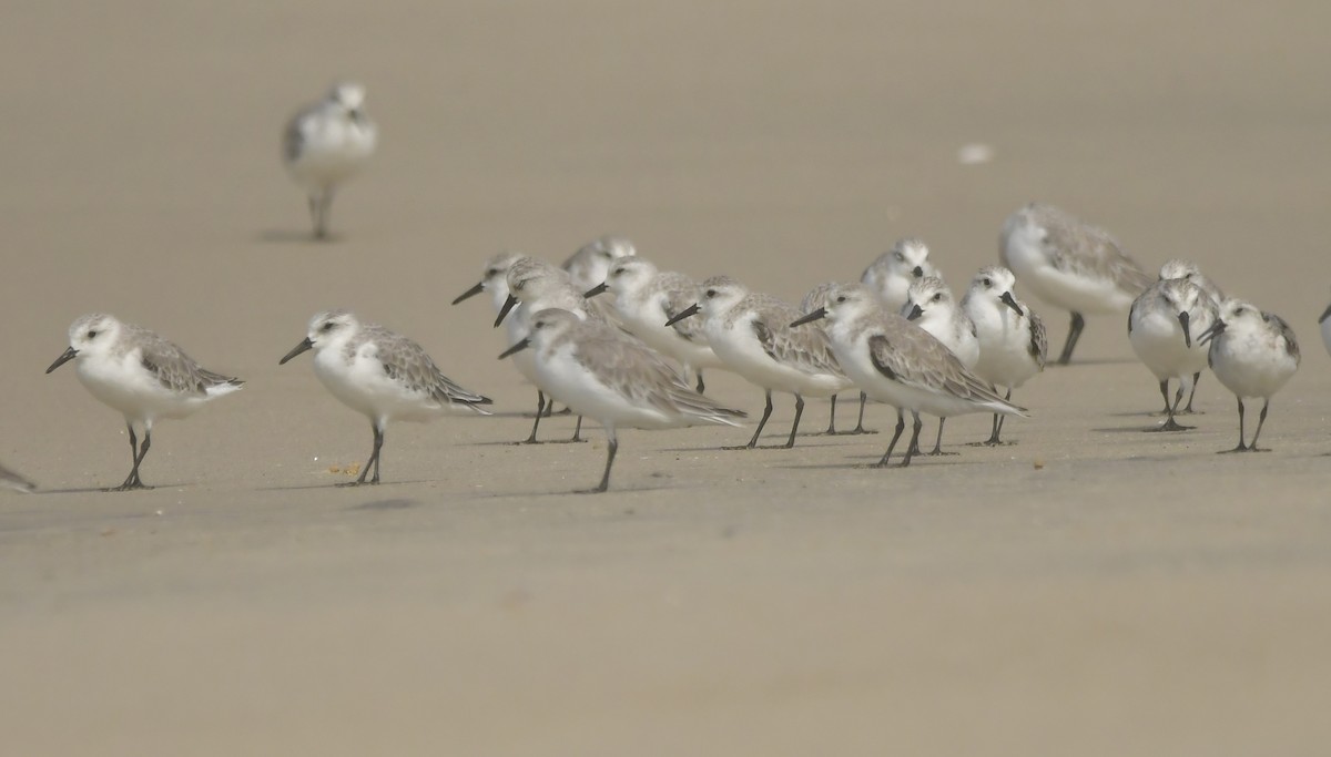 חופית לבנה - ML646788821