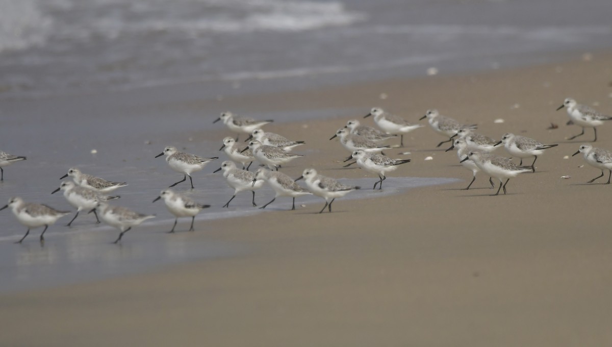 חופית לבנה - ML646788822