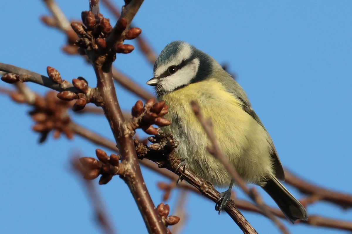 Eurasian Blue Tit - ML646788823