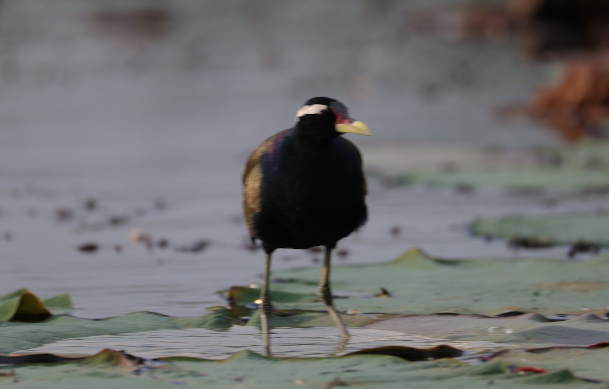 Bronze-winged Jacana - ML646788824