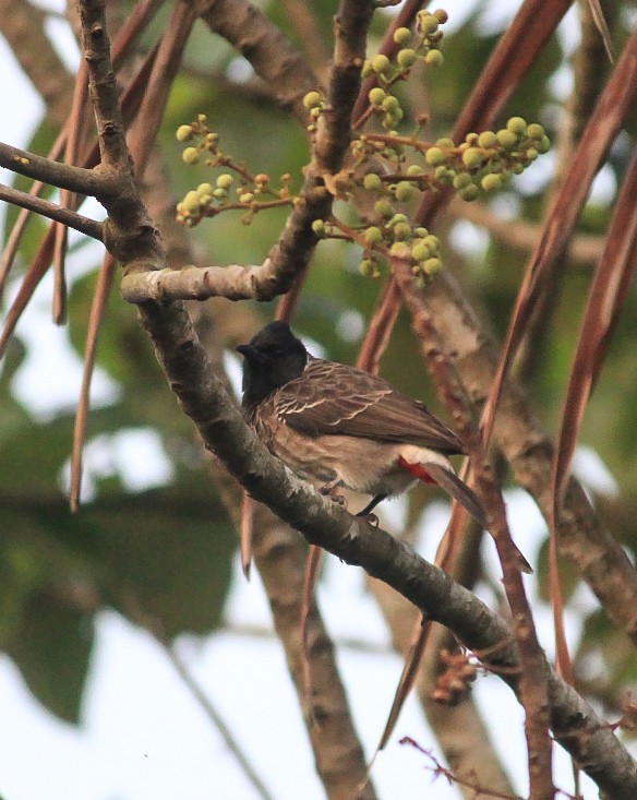 rødgumpbylbyl - ML646788825