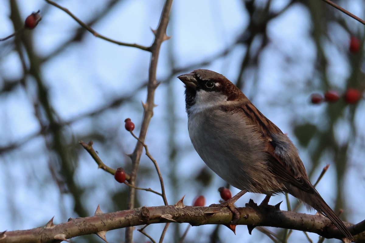 House Sparrow - ML646788827