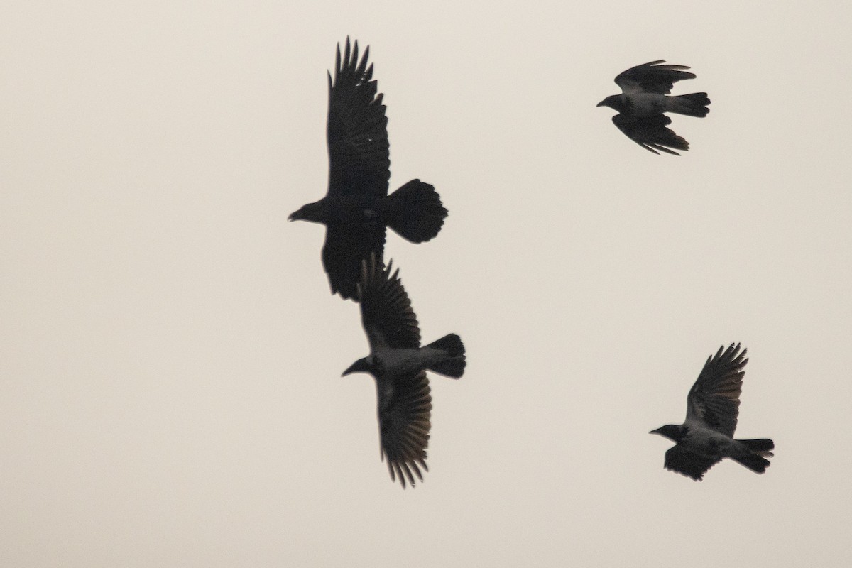 Common Raven - ML646788829