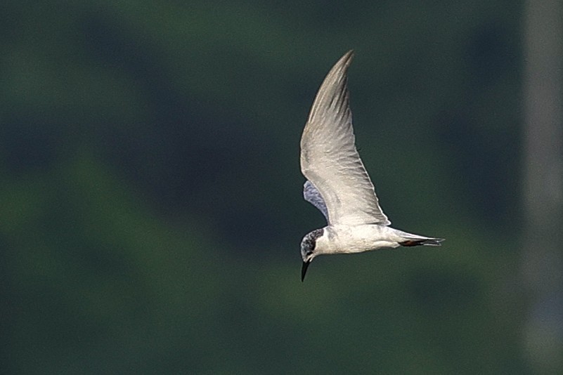 Whiskered Tern - ML646788831
