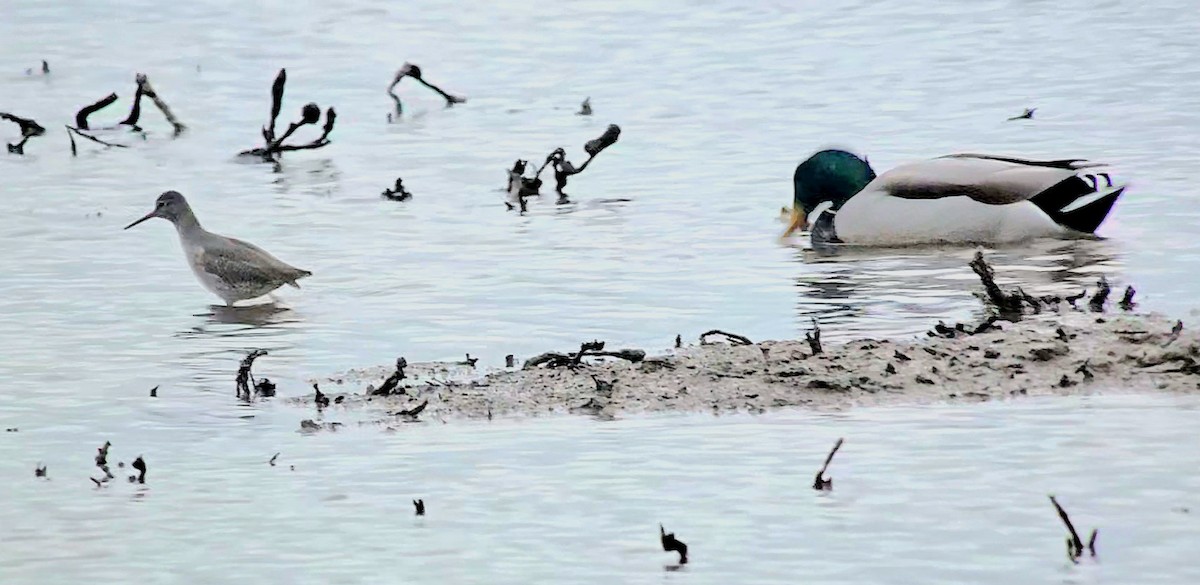 Коловодник звичайний - ML646788832