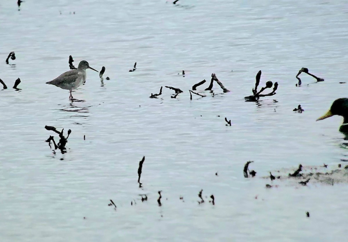 Коловодник звичайний - ML646788833