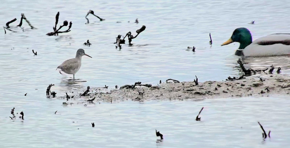 Коловодник звичайний - ML646788834
