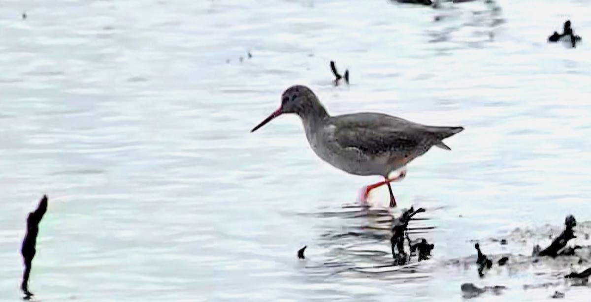 Коловодник звичайний - ML646788835