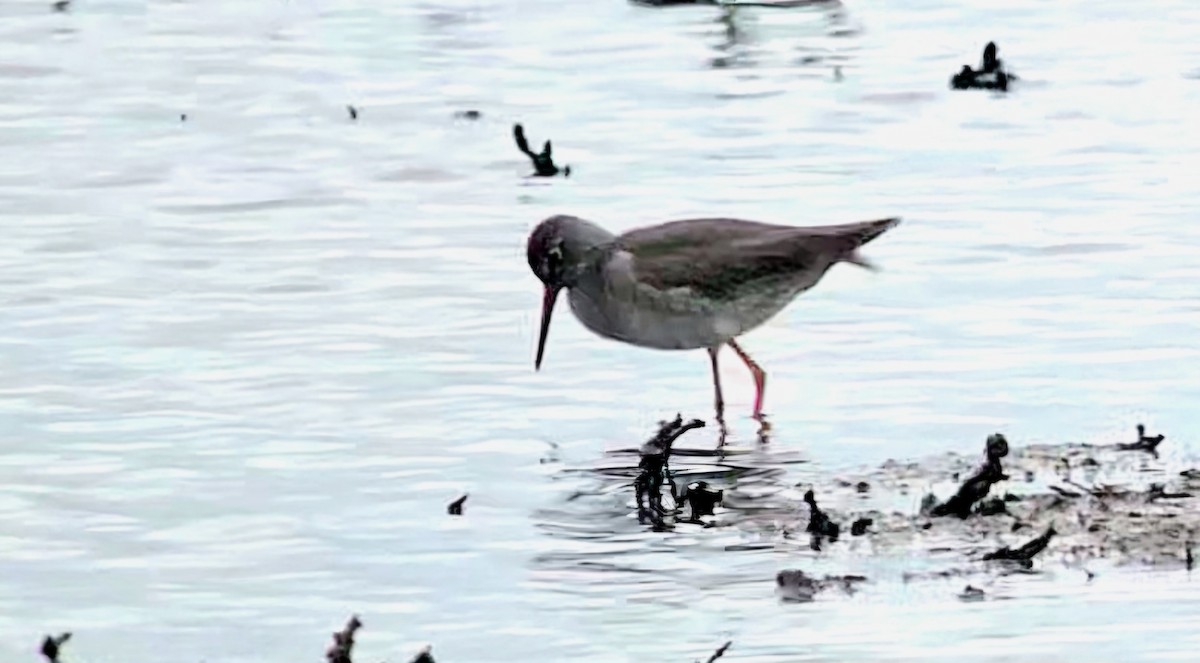 Коловодник звичайний - ML646788836