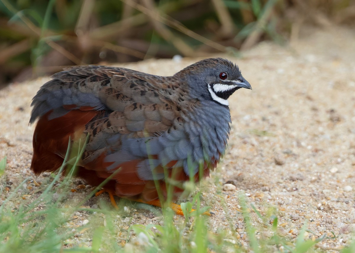 asiablåvaktel - ML646788838