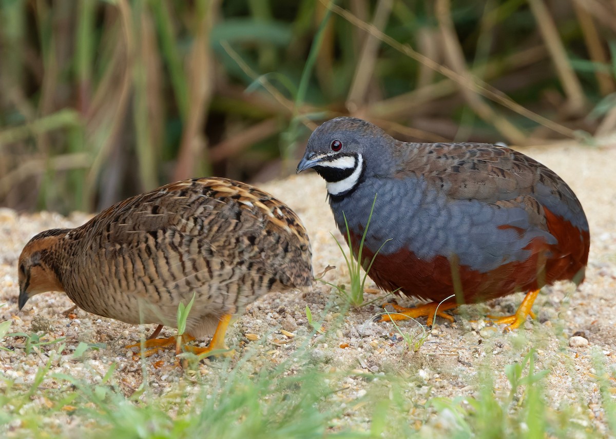 asiablåvaktel - ML646788839