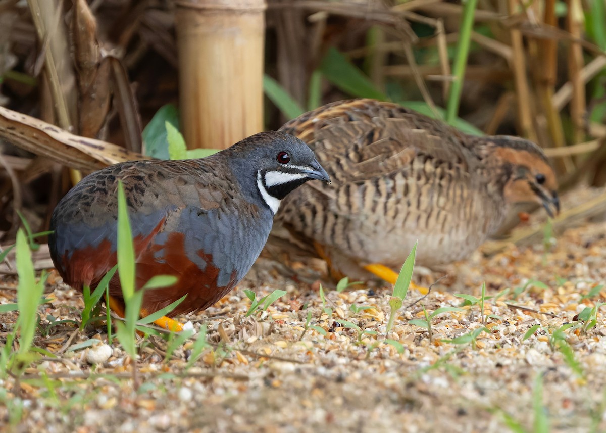 asiablåvaktel - ML646788840