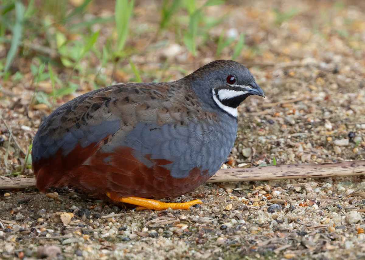 asiablåvaktel - ML646788841