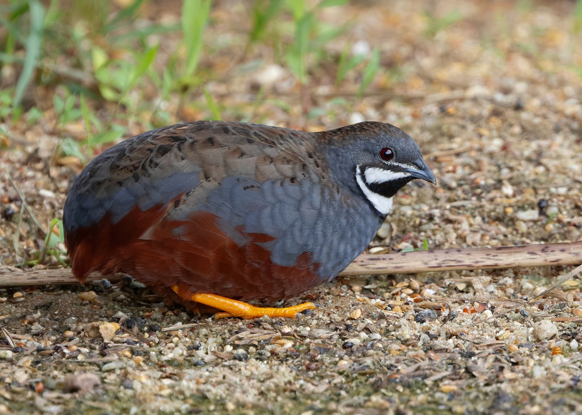 asiablåvaktel - ML646788842