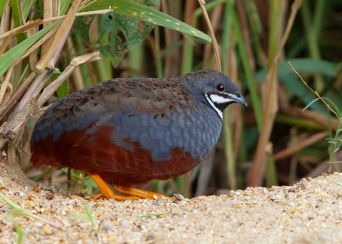 asiablåvaktel - ML646788843