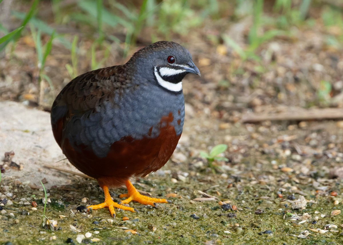 asiablåvaktel - ML646788844