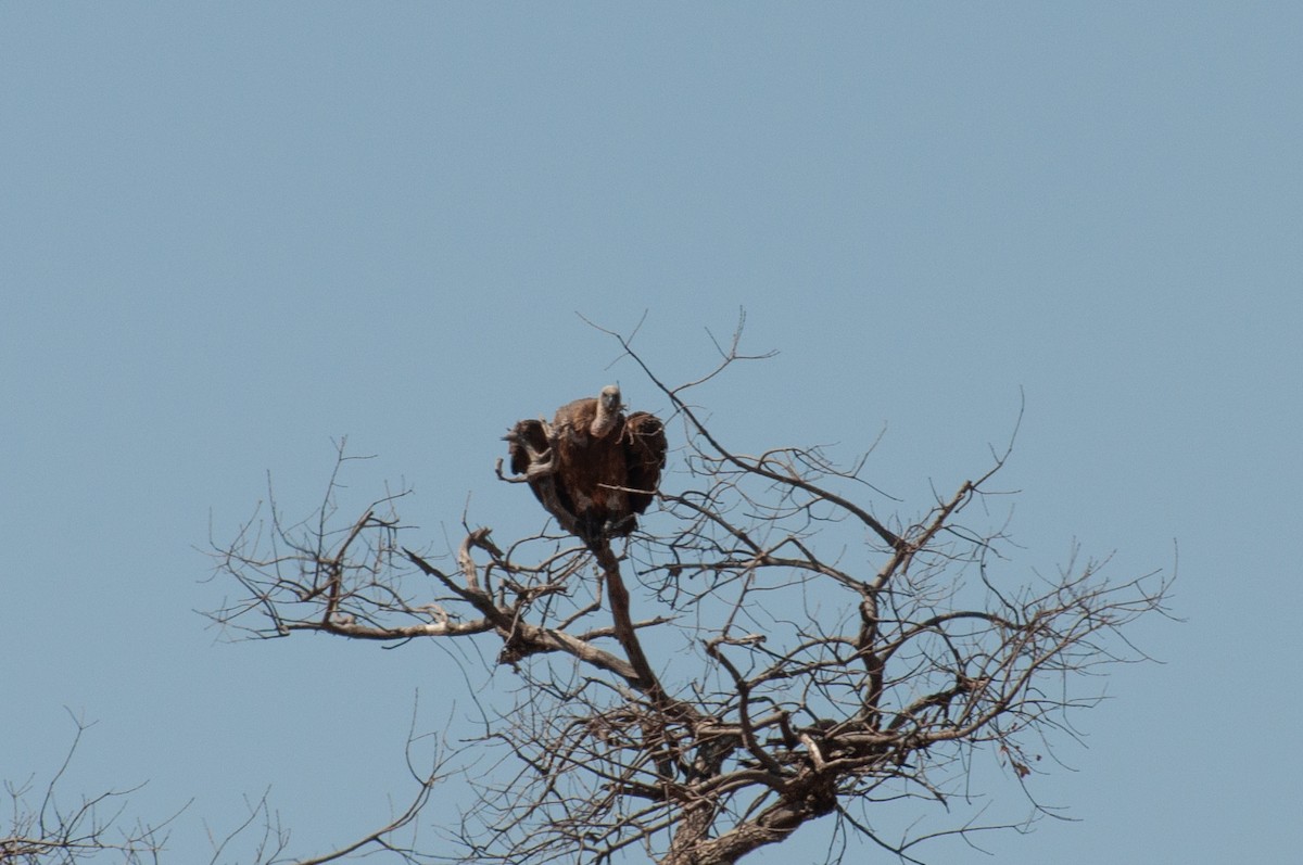 Buitre Dorsiblanco Africano - ML646788845