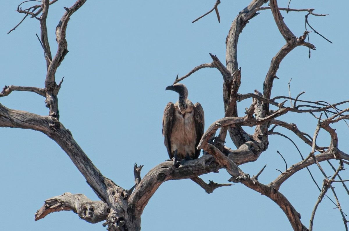 Buitre Dorsiblanco Africano - ML646788846