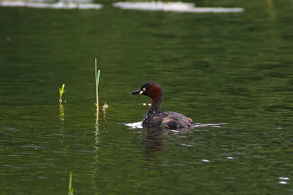 Little Grebe - ML646788847