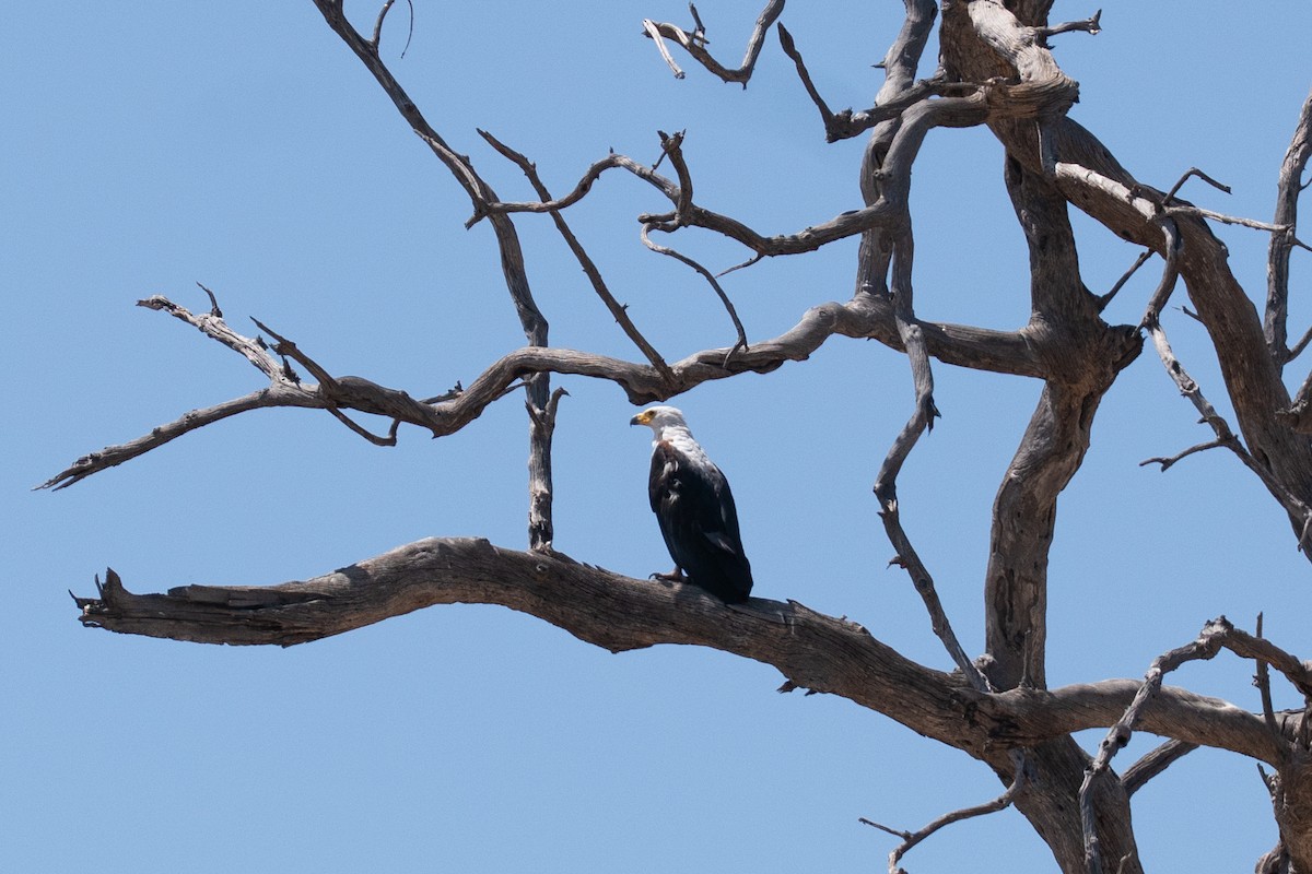 African Fish-Eagle - ML646788848