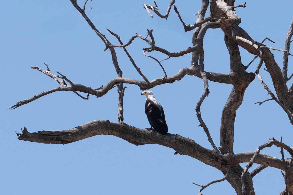 African Fish-Eagle - ML646788849