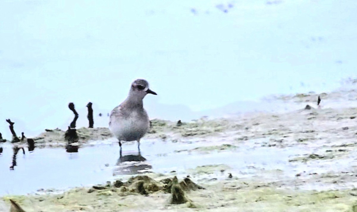 Сивка морська - ML646788850