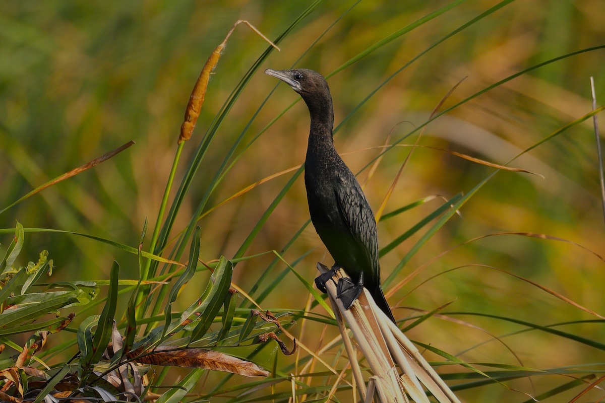 Little Cormorant - ML646788851