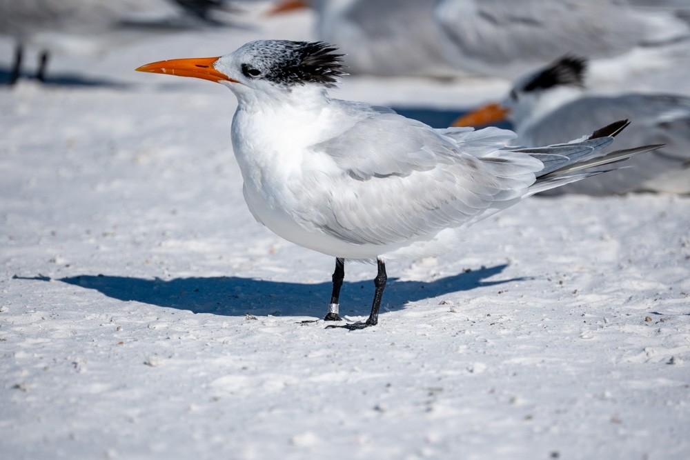Royal Tern - ML646788852