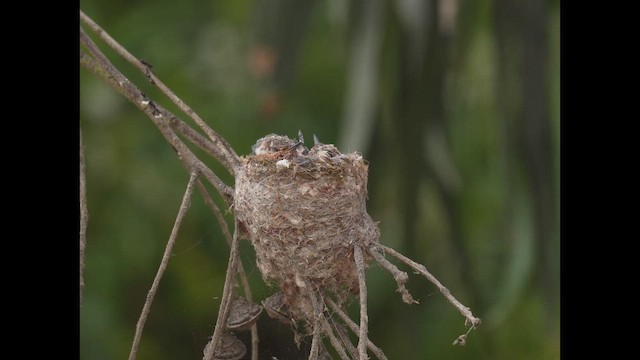 Giant Hummingbird - ML646788853