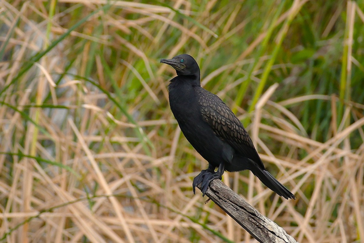 Indian Cormorant - ML646788854