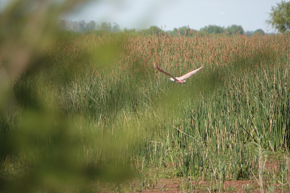 Roseate Spoonbill - ML646788855