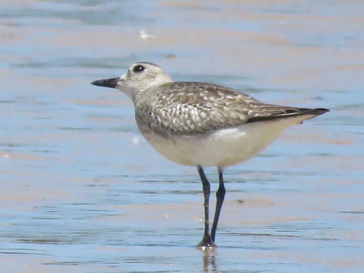 Black-bellied Plover - ML646788860