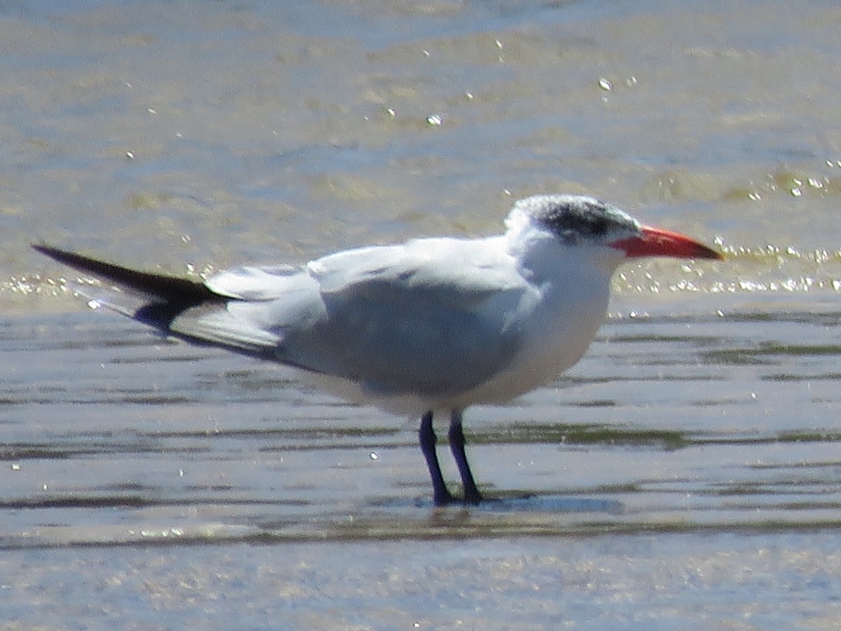 Caspian Tern - ML646788863