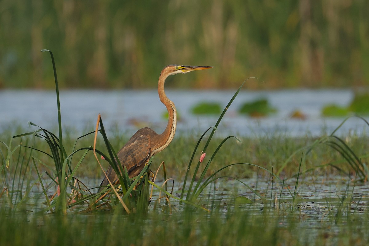 Purple Heron - ML646788866
