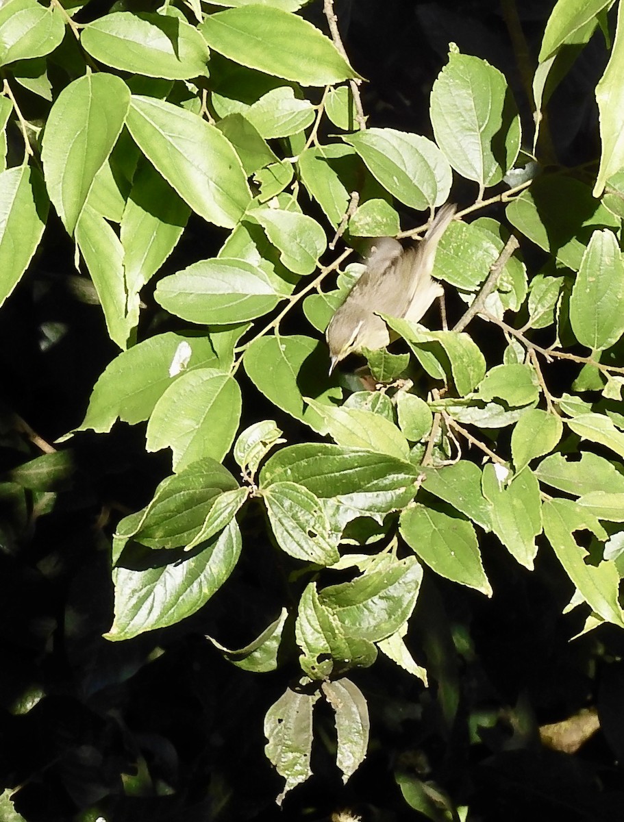 Tickell Çıvgını - ML646788867