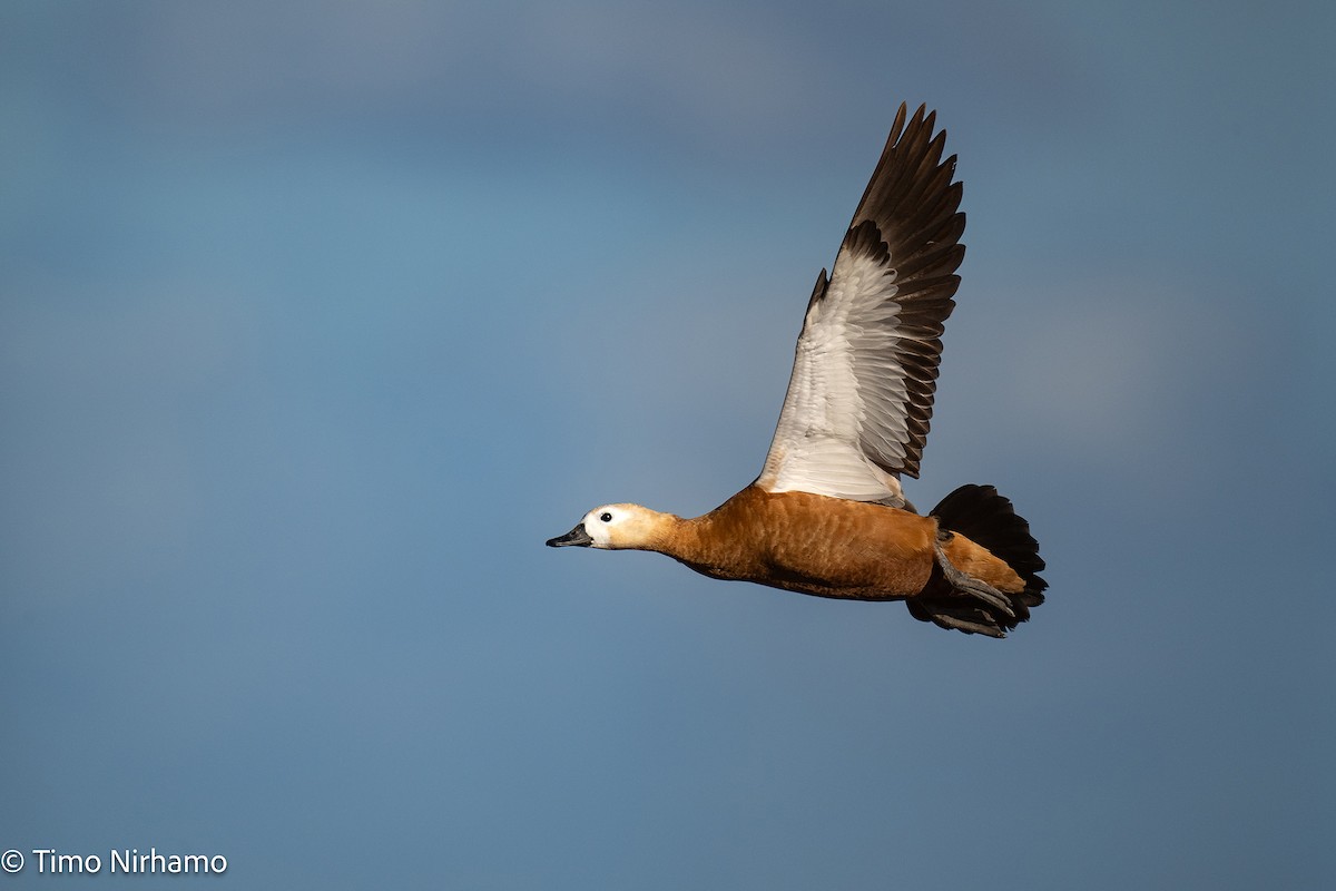 Ruddy Shelduck - ML646788868