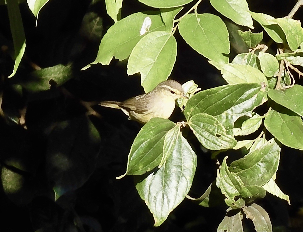 Tickell Çıvgını - ML646788873